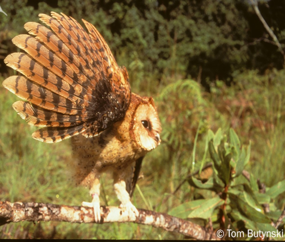 Congo bay Owlet
